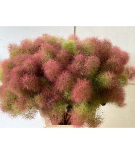 Cotinus 100 cm