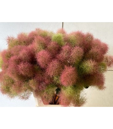 Cotinus 100 cm