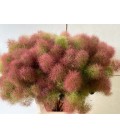Cotinus 100 cm
