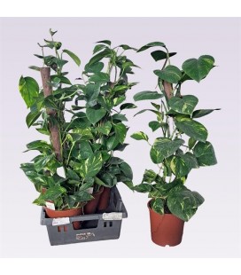Pothos tuteur pot de 19 H 80