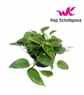 Pothos coupe de 23 cm retombant
