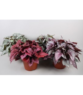 Begonia mix pot de 17