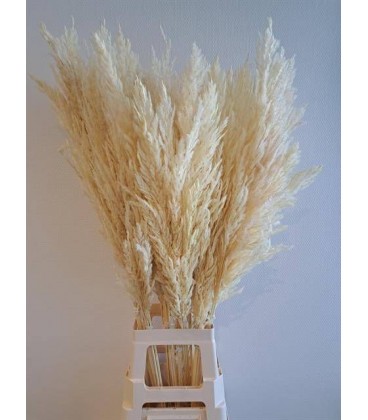 Cortaderia 120 cm ( Pampa ) sec