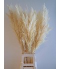Cortaderia 120 cm ( Pampa ) sec