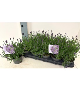 Lavande essence purple pot 12