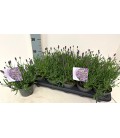 Lavande essence purple pot 12