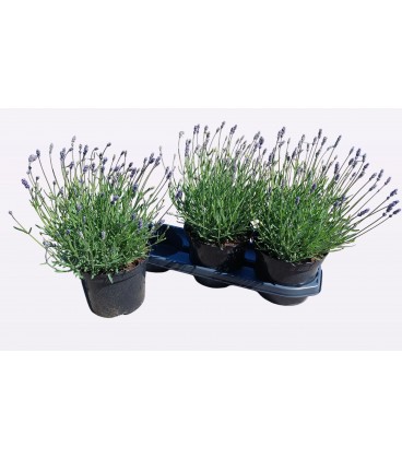 Lavande essence pur Ø 17