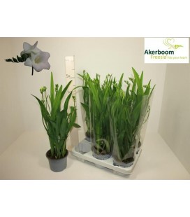 Freesia Ø 13 
