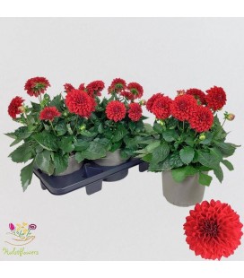 Dahlia Max Topia Ø 19