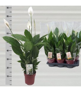 Spathyphillium torelli pot de 17