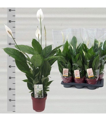 Spathyphillium torelli pot de 12
