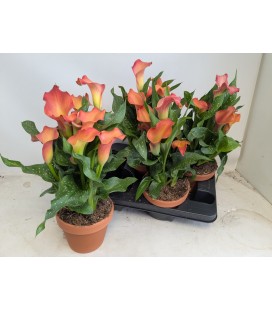 Calla Morning sun Ø 15