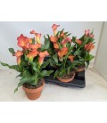 Calla Morning sun Ø 15