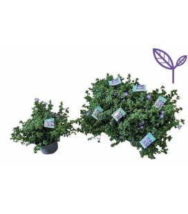 Campanule posch Ø 12