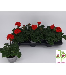 Geranium zonal Red Ø 10.5