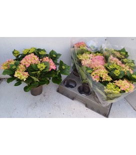 Hortensia Early rosa pot de 14