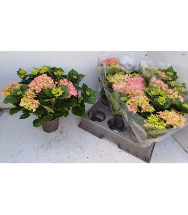 Hortensia early rosa pot de 13 H30