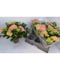 Hortensia early rosa pot de 13 H30