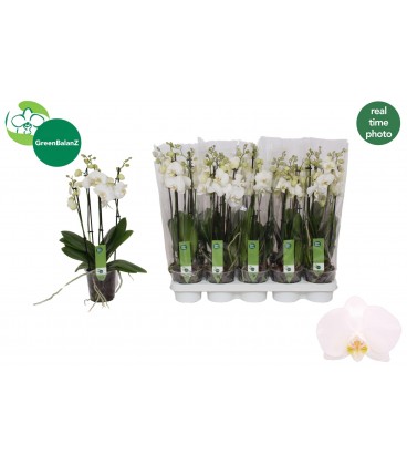 Phalaenopsis Blanc Ø 12 h 50 cm 3b