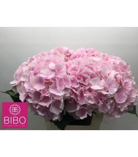 Hortensia Verena Rose Claire 60 cm