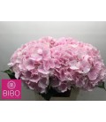 Hortensia Verena blanc 60 cm