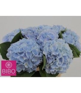 Hortensia Verena Bleu claire 60 cm