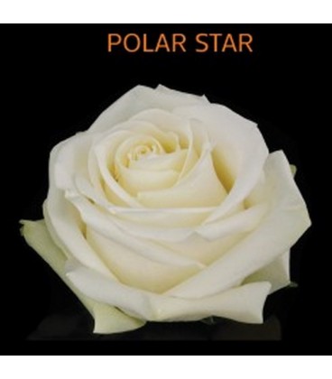 Rose (equateur) Polar Star 40 cm