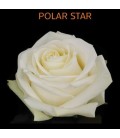Rose Equateur Polar Star 50 cm x 25