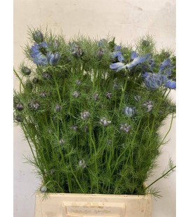 Nigelle bleu 55 cm ( la botte )