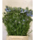 Nigelle bleu 55 cm ( la botte )