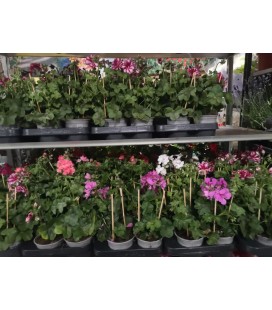 Geranium lierre Ø10.5 mix