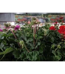 Geranium zonal mix 10.5