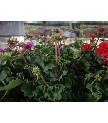 Geranium zonal mix 10.50