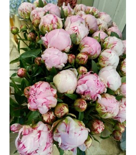 Pivoine Sara Bernard branchue 60 cm