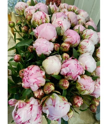 Pivoine Sara Bernard Extra 60 cm