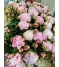 Pivoine Sara Bernard branchue 60 cm