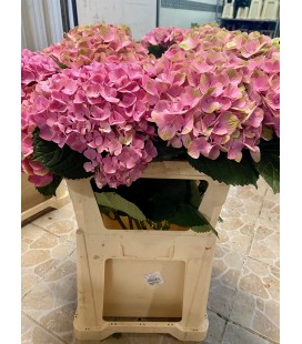 Hortensia Mag Amethyste Rose 80 Cm