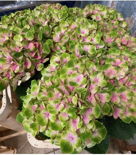 Hortensia Mag Charlotte 50 cm