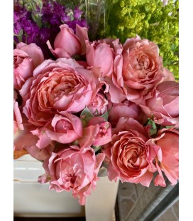 Rose Branchue Julietta 60 cm