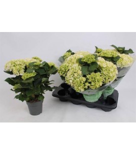 Hortensia Cristal Palace Ø 14
