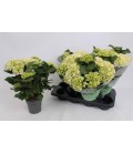 Hortensia Cristal Palace Ø 14