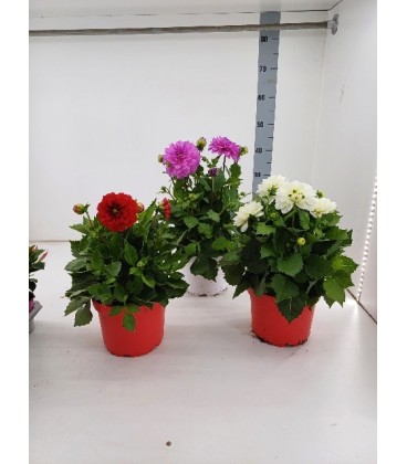Dahlia mix Ø 19
