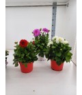 Dahlia mix Ø 19