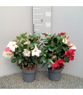 Dipladenia espalier Ø 14