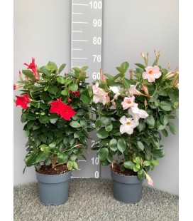 Dipladenia Espalier 60 cm Ø17
