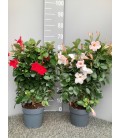 Dipladenia Espalier 60cm Ø17