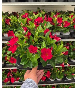 Dipladenia diamantina Rouge 10.5