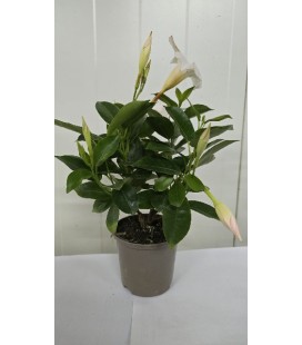 Dipladenia Blanc Ø 10.5