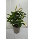 Dipladenia Blanc Ø 10.5