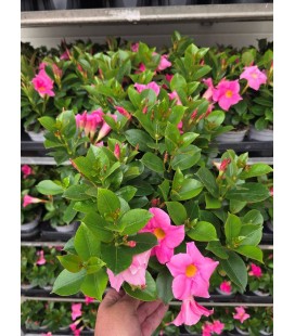 Dipladenia Diamantina Rose Ø 10.5